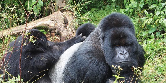 2 Day Gorilla Trekking Uganda