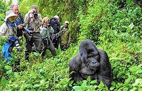 Gorilla Trek Uganda