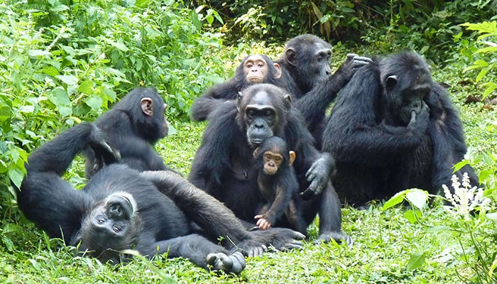 4 Days Kibale Chimpanzee Trekking Safari