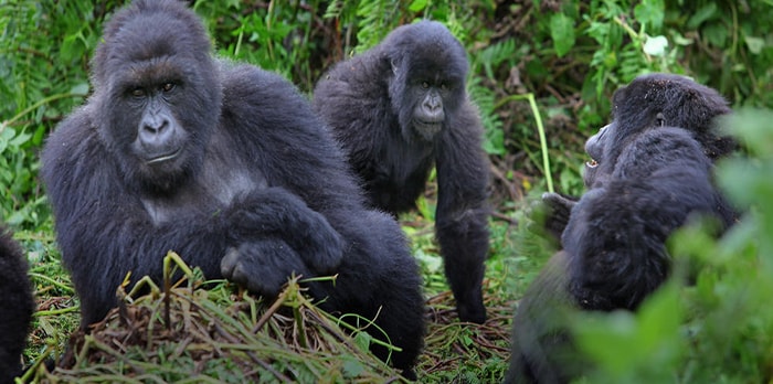 1 Day Gorilla Trekking Uganda